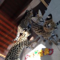 налични котенца савана,сервал и каракал, снимка 9 - Други - 45874836