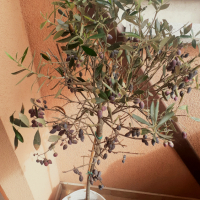 Уникални декоративни маслини, снимка 1 - Градински цветя и растения - 45057412