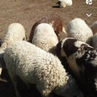  Продавам агнета за празниците 12лв кг, снимка 2 - Овце - 45542157
