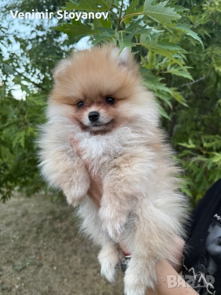 Продавам померани, снимка 1