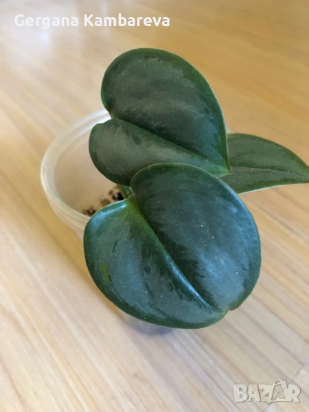 Скиндапсус Moonlight , снимка 1