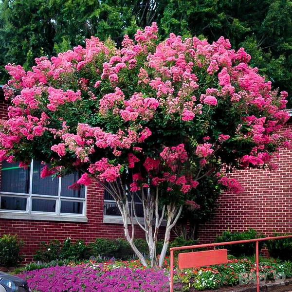 Продавам Индийски Люляк / Lagerstroemia Indica, снимка 1
