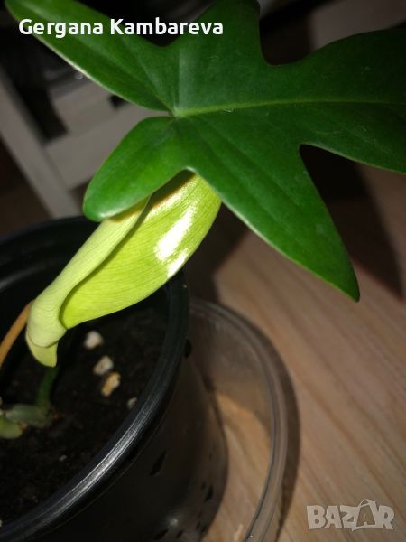 Philodendron Florida Ghost , снимка 1