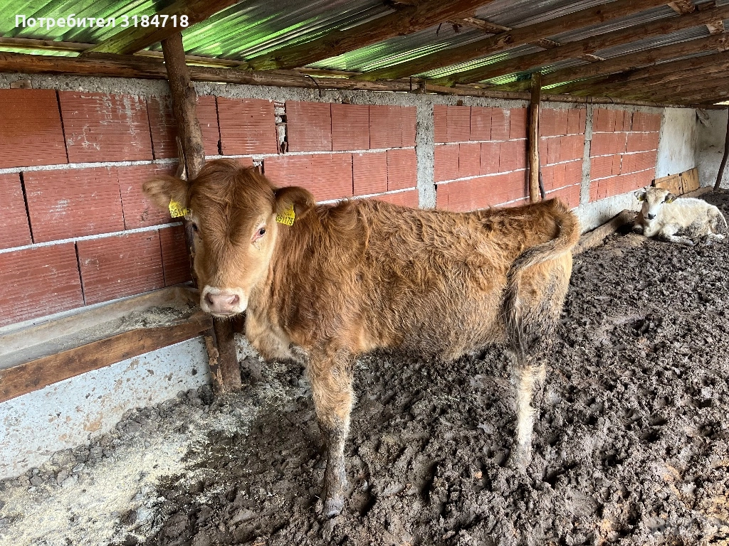 Месодайни Телета за Продан, снимка 1