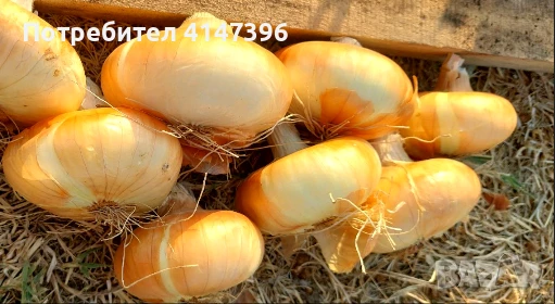 Продавам Лук , снимка 1