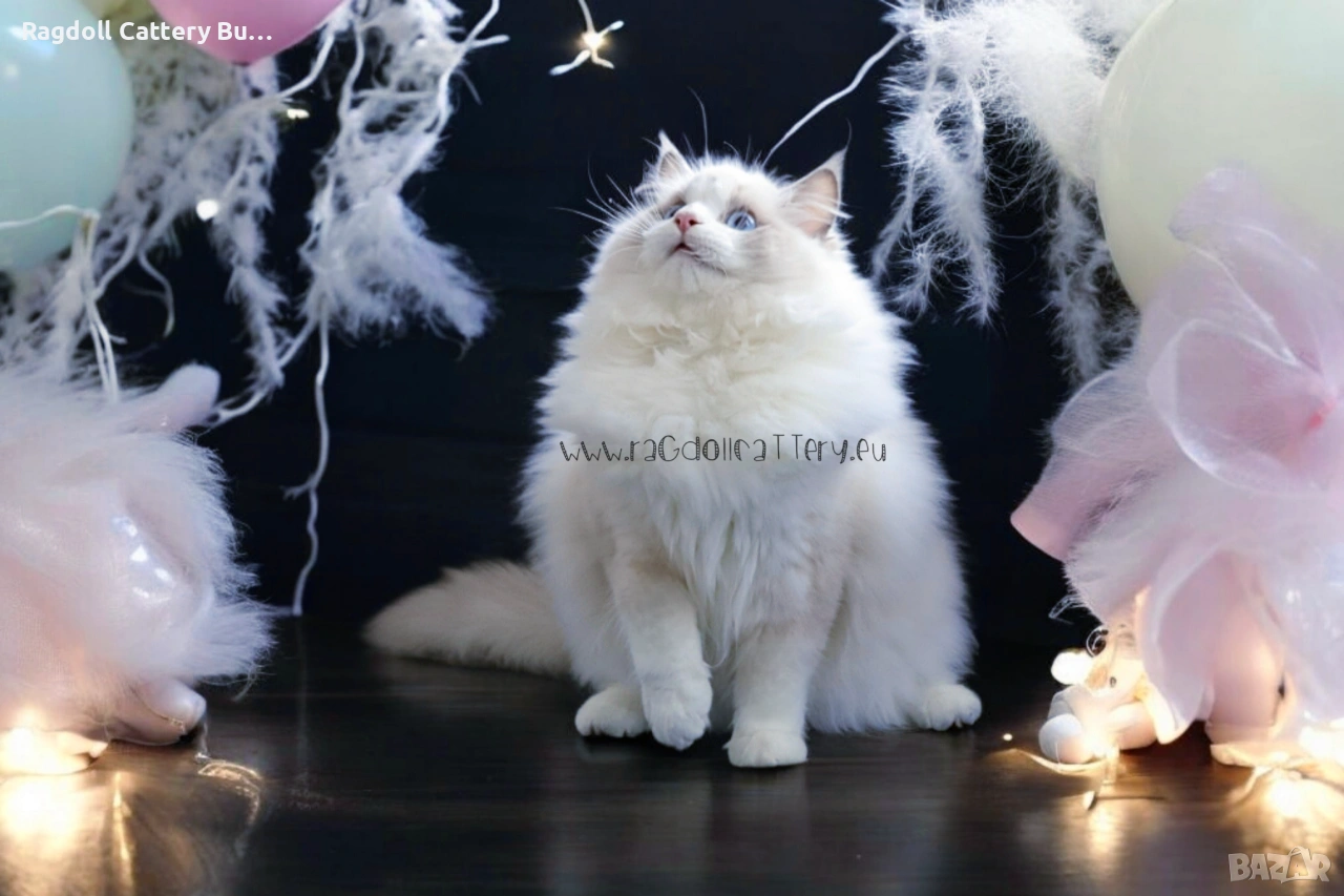 Ragdoll , снимка 1