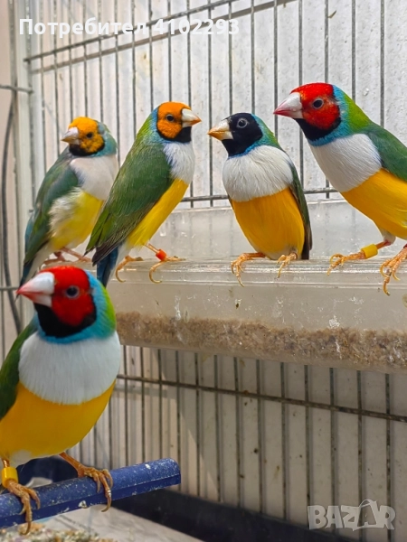 Продавам различни видове амадини, снимка 1