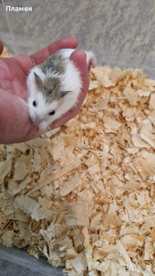 мини хамстери, снимка 1