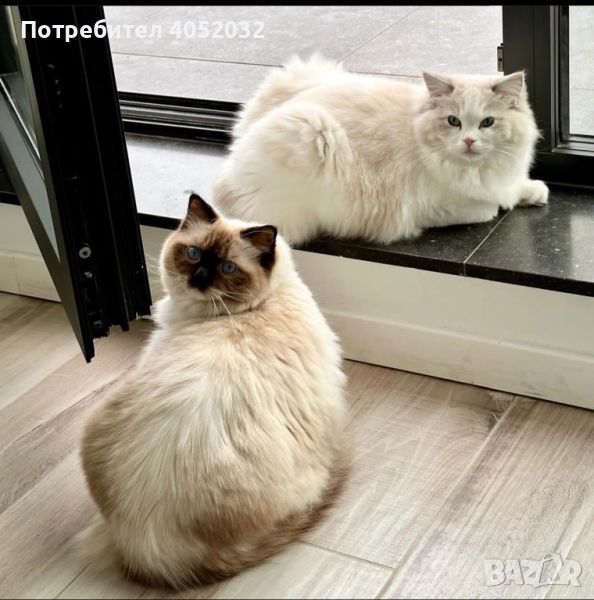 Регистрирани мъжки и женски котки Ragdoll за осиновяване, снимка 1