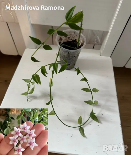 Hoya Bella , снимка 1