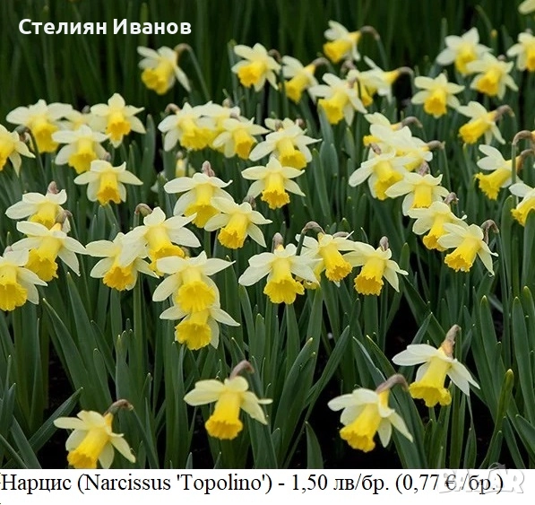 Нарцис (Narcissus 'Topolino') - луковици, снимка 1