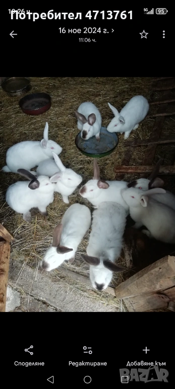 Зайци, снимка 1