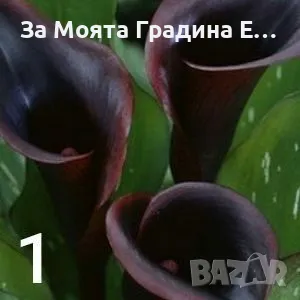 Кала луковици , снимка 1