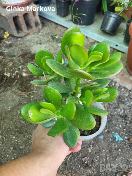 Дървото на живота - 5,99лв., снимка 1