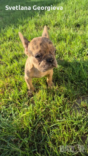 Френски Булдог шоко мерле, снимка 1