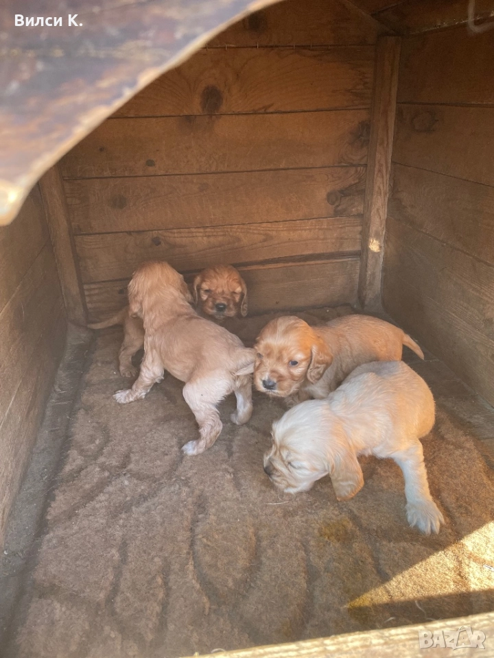 Кокер шпаньол. , снимка 1