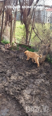 подарявам , снимка 7 - Други - 52387377