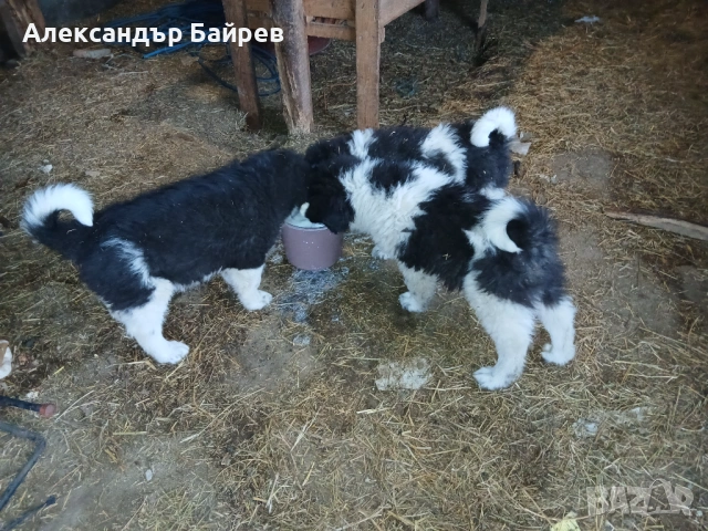 Българско овчарско куче , снимка 2 - Каракачанска овчарка - 53087119