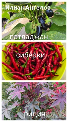 Семена от стари селски сортове домати,краставици и други, снимка 12 - Сортови семена и луковици - 52629365