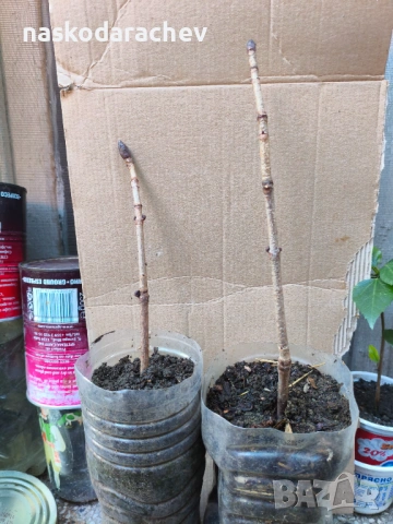 Кестен конски фиданки разсад, снимка 7 - Градински цветя и растения - 44387533