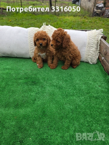 Мини пудел, снимка 4 - Пудели - 54091459