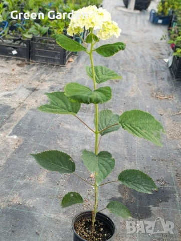 Хортензия, снимка 3 - Градински цветя и растения - 50985402