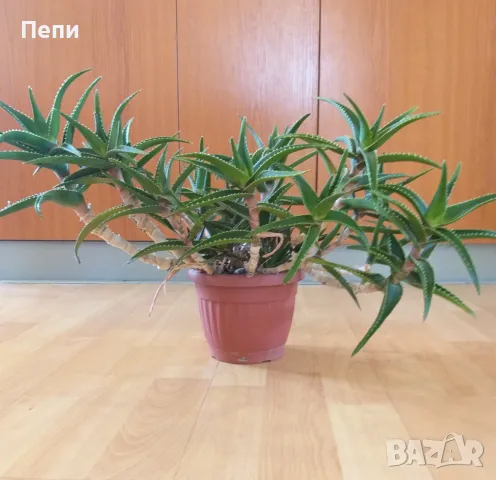 Красиво многогодишно Алое