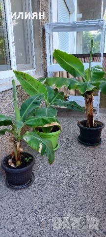 Банани три бр., снимка 1 - Стайни растения - 46228258