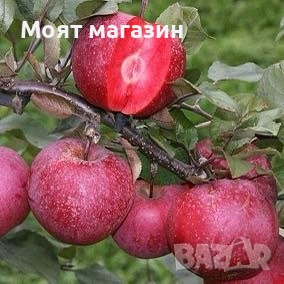 Ябълка Redlove-Sirena, снимка 9 - Градински цветя и растения - 53631761