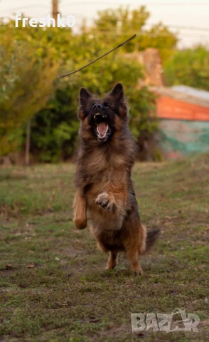 Немска овчарка мъжка за разплод, снимка 2 - Немска овчарка - 50524833