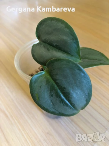 Скиндапсус Moonlight 