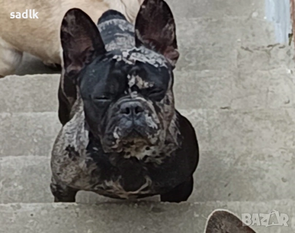френски булдог , снимка 8 - Френски булдог - 54004406