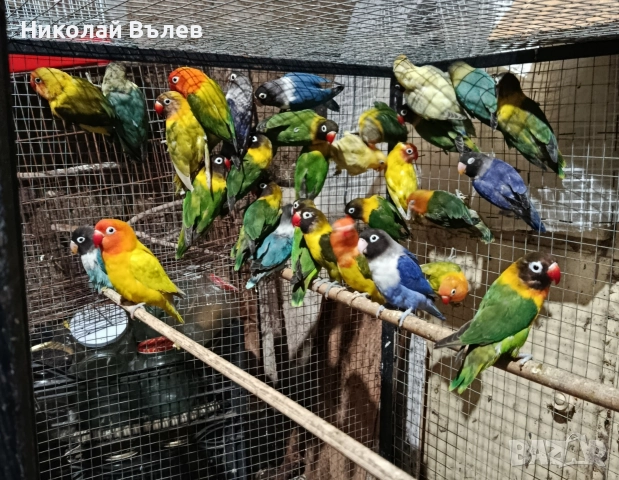 Неразделки 