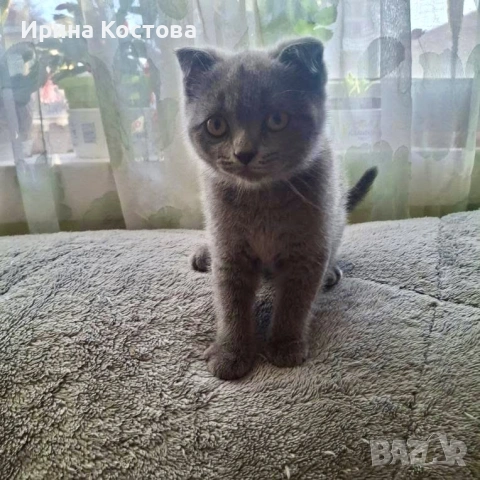 Продават се шотландски клепоухи котенца, снимка 4 - Британска късокосместа - 53937686