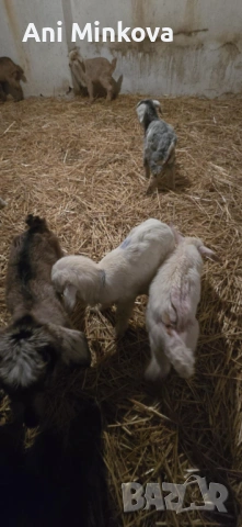 Продавам ярета на добра цена на няколко дни са, перфектен дамазлък за повече информация на посочения, снимка 3 - Кози - 53387632