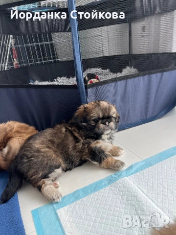 Породист пекинез мъжки, снимка 3 - Пекинез - 54158439