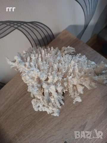 Естествен корал, снимка 2 - Антикварни и старинни предмети - 49805247