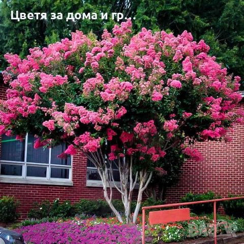 Индийски люляк Lagerstroemia -Светло розов, снимка 2 - Разсади - 46652681