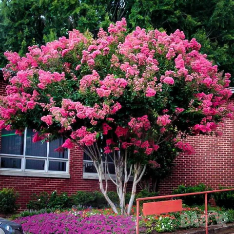 Продавам Индийски Люляк / Lagerstroemia Indica