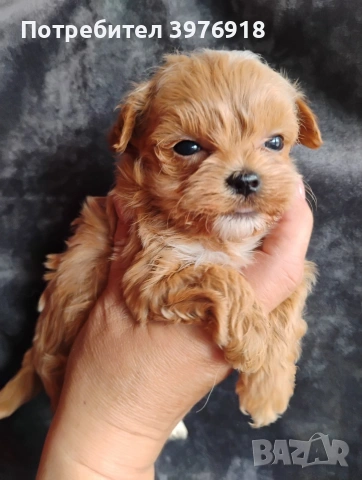 предлагам малтипу момчета, снимка 4 - Други - 53936498