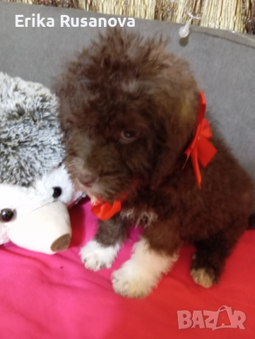 Лагото романьоло , снимка 3 - Други - 52790268