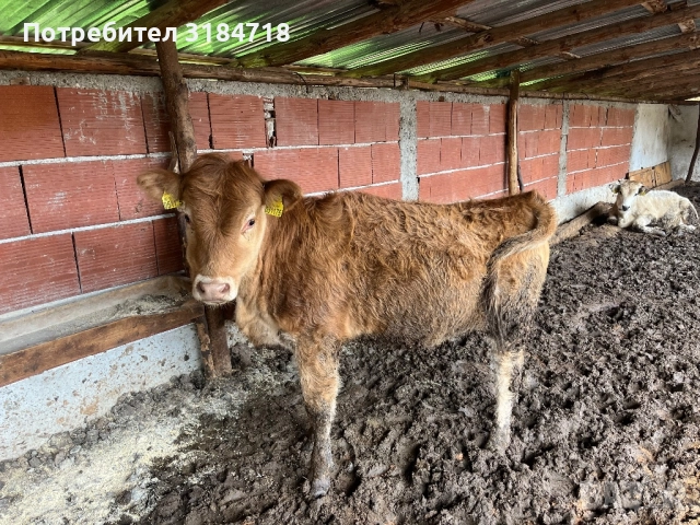 Месодайни Телета за Продан