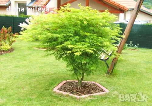 Японски клен, Acer Palmatum 'Beni Kawa' / Coral Barl Maple, снимка 4 - Градински цветя и растения - 46212786