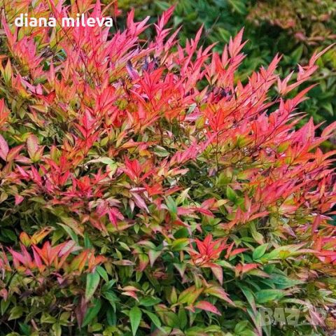 Нандина Доместика / Nandina Domestica , снимка 3 - Градински цветя и растения - 46248708