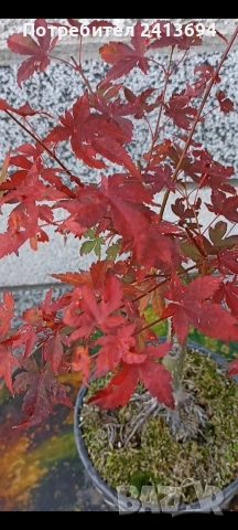бонсай японски клен bonsai Acer palmatum , снимка 11 - Градински цветя и растения - 54180116