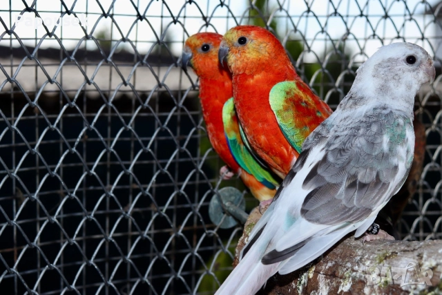 ПОЙНИ ПАПАГАЛИ , снимка 18 - Папагали - 52979206