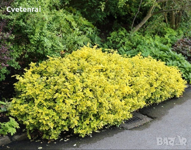 Euonymus fortunei ‘Emerald Gold’