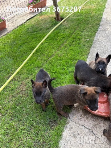 Белгйиска овчарка малинова, снимка 5 - Белгийска овчарка - 51650424