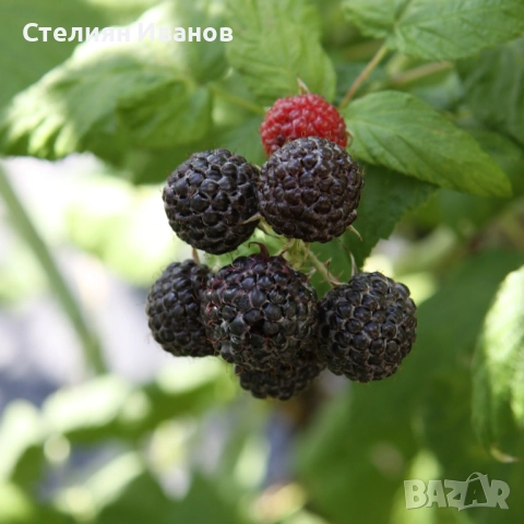 Жълта малина (Golden Queen), снимка 5 - Градински цветя и растения - 52354337