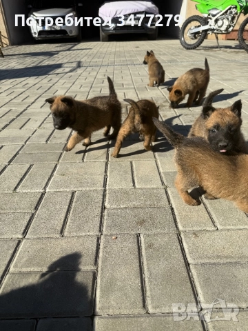 Белгийски овчарки, снимка 6 - Белгийска овчарка - 52440740